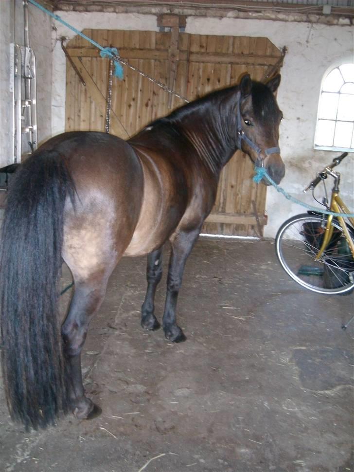 Anden særlig race Buller billede 12