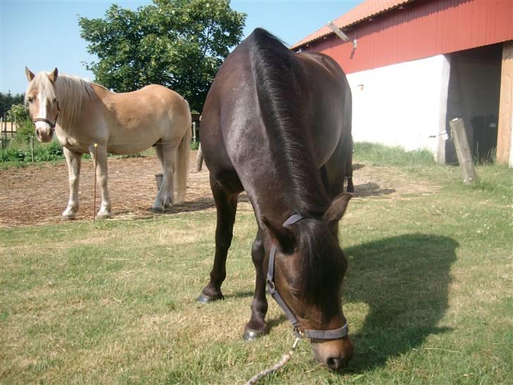 Anden særlig race Buller billede 13