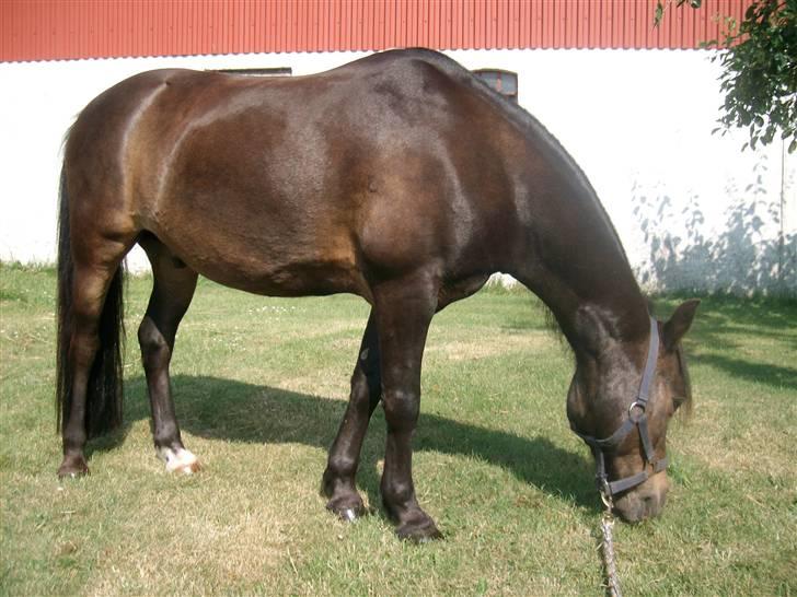 Anden særlig race Buller billede 14