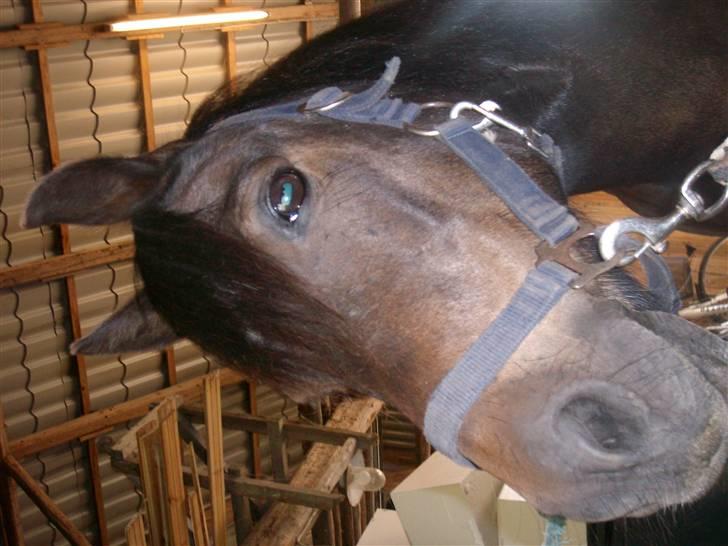 Anden særlig race Buller billede 15