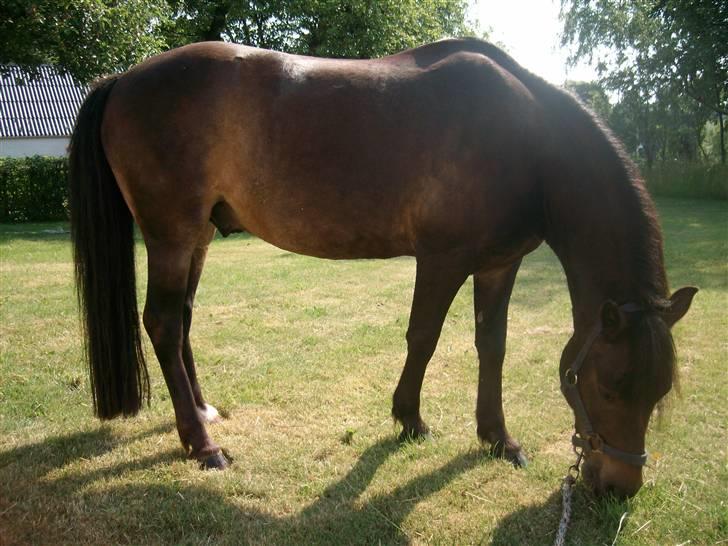 Anden særlig race Buller billede 16