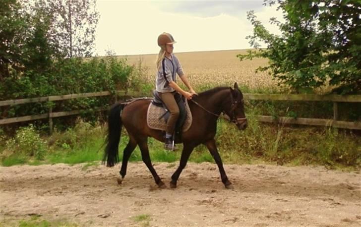 Anden særlig race Buller billede 17