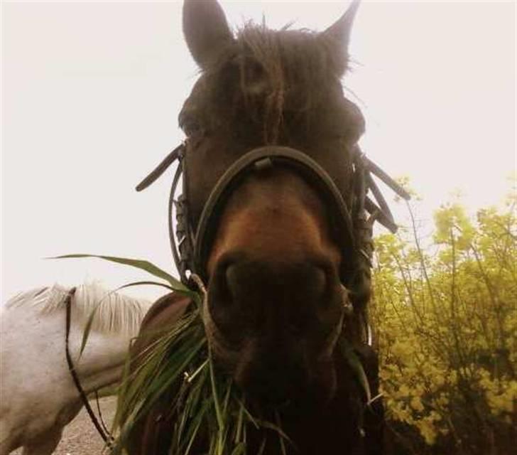 Anden særlig race Buller billede 18