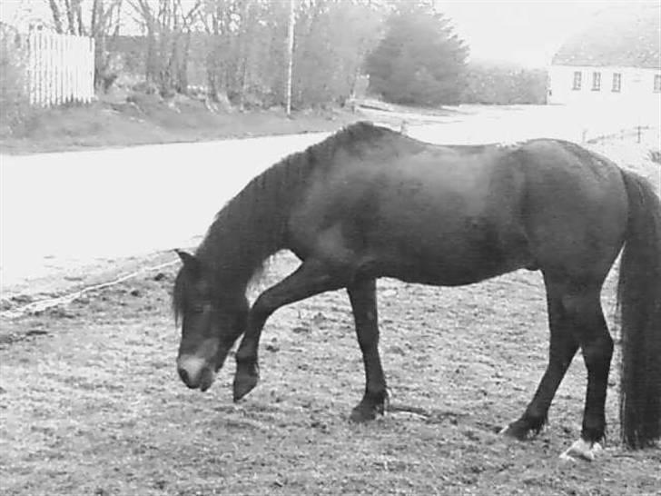 Anden særlig race Buller billede 19