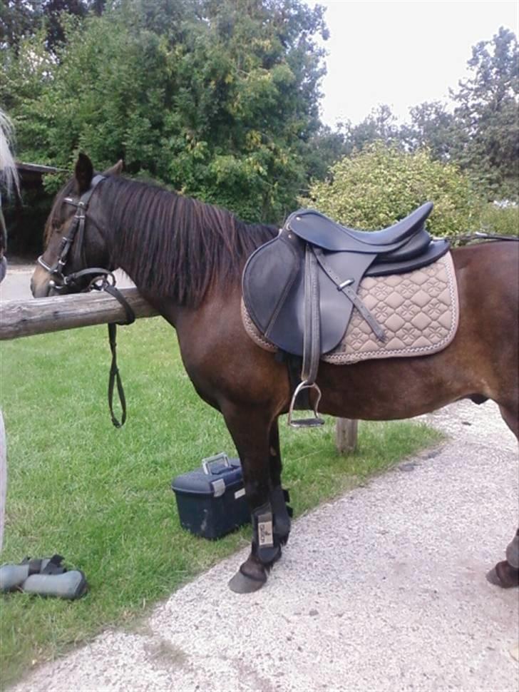 Anden særlig race Buller billede 20