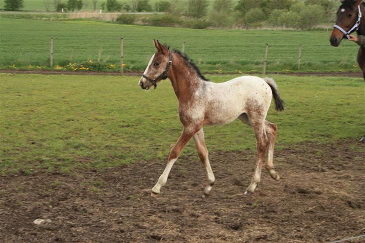 Knabstrupper Lundbæks Phillipa - 1 mdr gammel - 2009 billede 10