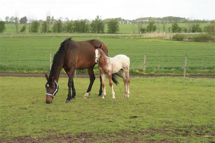 Knabstrupper Lundbæks Phillipa - 1 mdr. gammel sammen med mor (Malou) - 2009 billede 7