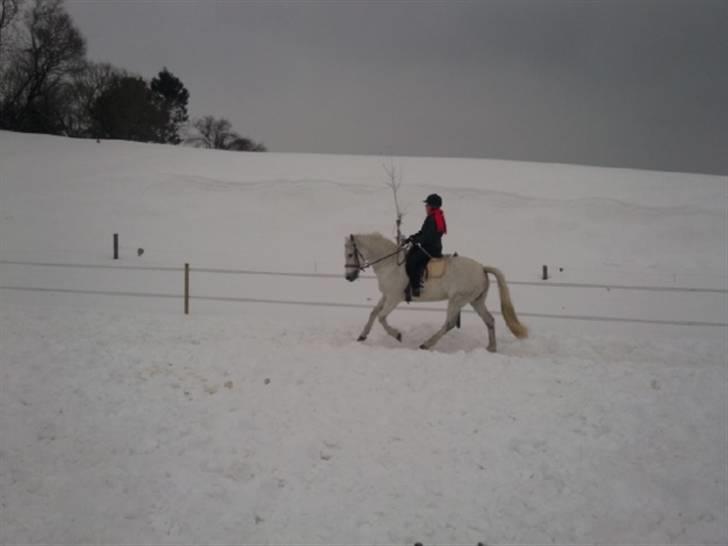 Anden særlig race Monique  - Hun går så godt i gallop.. <3 Min monique. billede 4