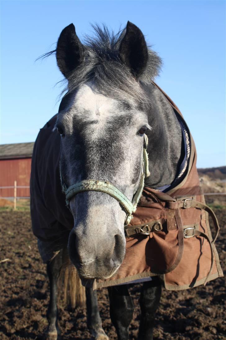 Anden særlig race Labri <3 - Velkommen til Labri´s profil <3 billede 1
