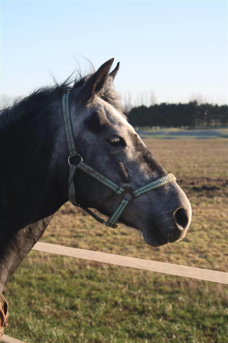 Anden særlig race Labri <3 - Labri på fold :) billede 2