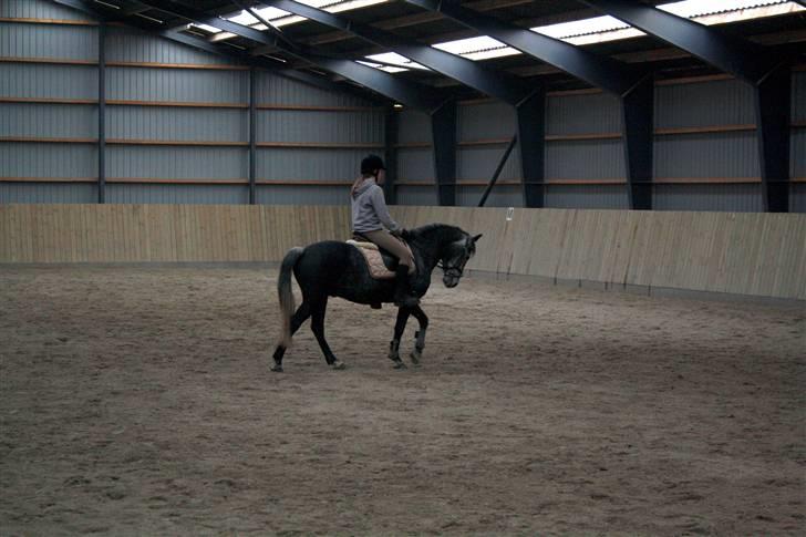 Anden særlig race Labri <3 - Træning <3 Foto Katrine billede 3