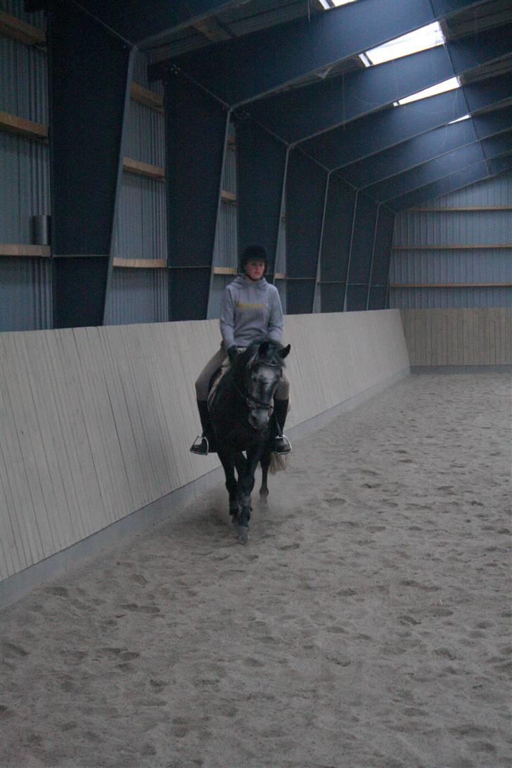 Anden særlig race Labri <3 - Træning <3 Foto Katrine billede 4