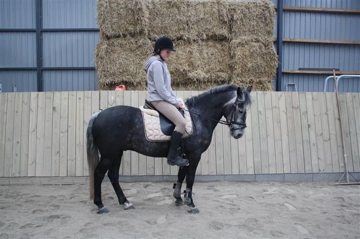 Anden særlig race Labri <3 - Træning <3 Foto Katrine billede 5