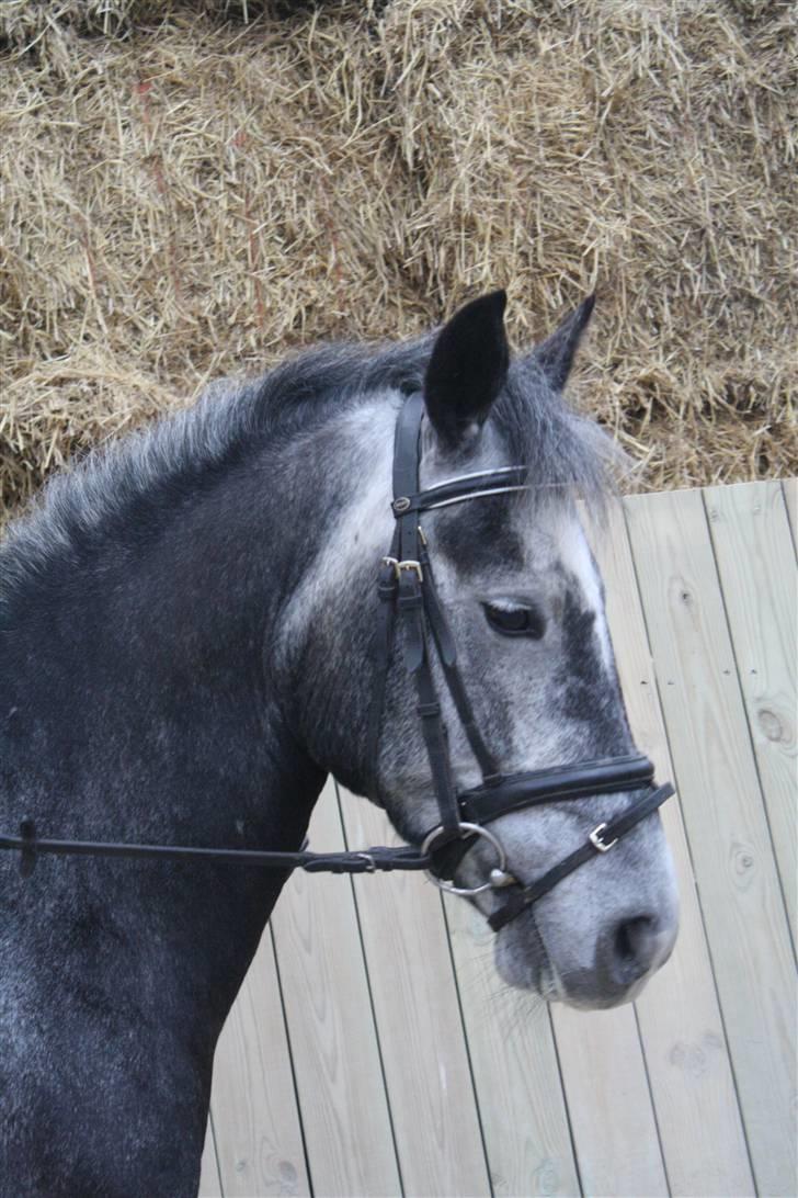 Anden særlig race Labri <3 - Træning <3 Foto Katrine billede 7