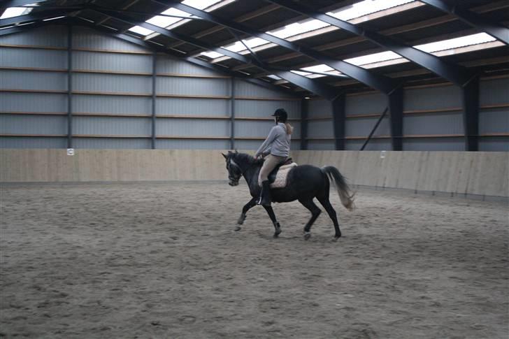 Anden særlig race Labri <3 - Træning <3 Foto Katrine billede 8