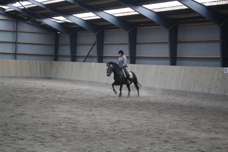 Anden særlig race Labri <3 - Træning <3 Foto Katrine billede 9