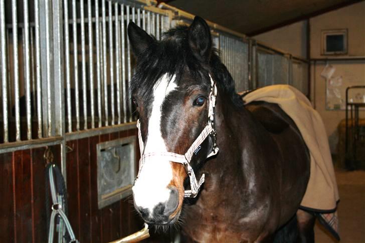 Anden særlig race Bruno Bamsen. (y) - Såååê fin som han er! billede 19