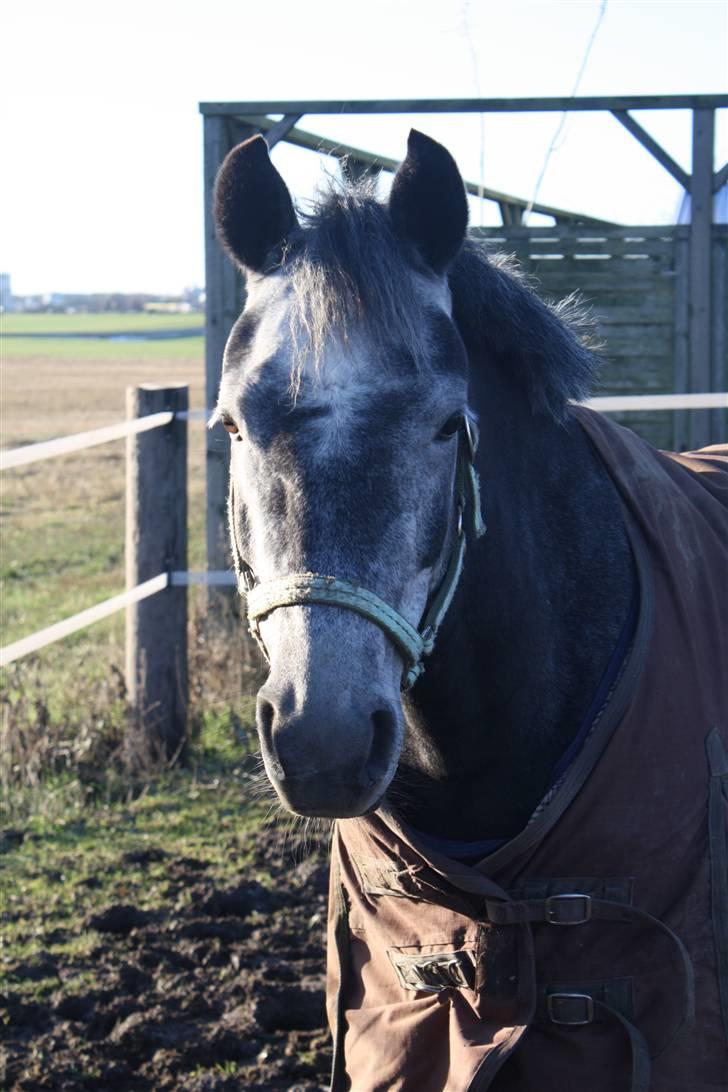 Anden særlig race Labri <3 - Labri på fold :) billede 10