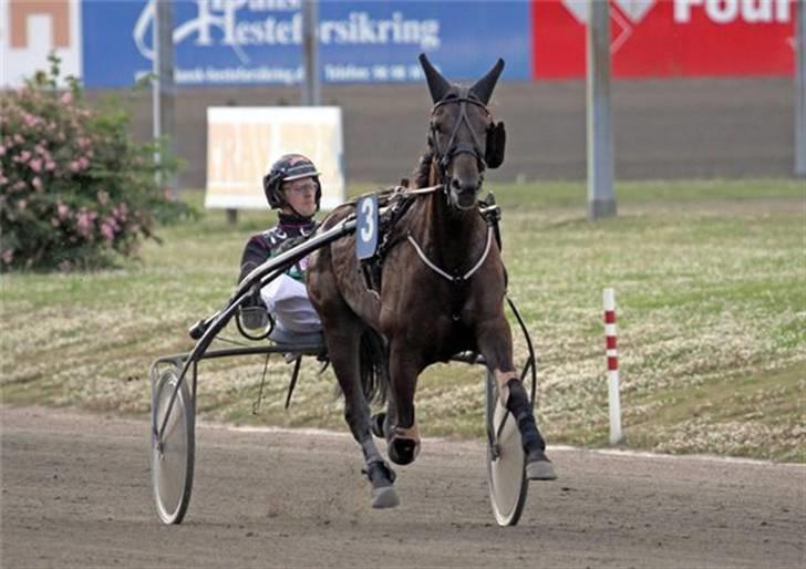 Traver U C Prince  (Solgt) - Løb på Lunden den 9 Juli 09. Fotograf: Lasse  travfotos.dk billede 6