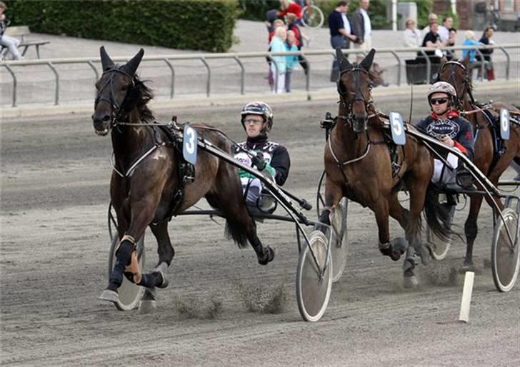 Traver U C Prince  (Solgt) - Løb på Lunden den 9 Juli 09. Fotograf: Lasse  travfotos.dk billede 7