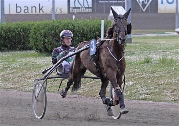 Traver U C Prince  (Solgt) - Løb på Lunden den 9 Juli 09. Fotograf: Lasse  travfotos.dk billede 8