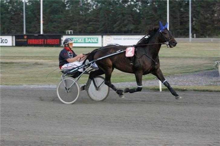 Traver U C Prince  (Solgt) - løb på Nyk den 27 august 09. Fotograf: Martin Timm travfotos.dk billede 9