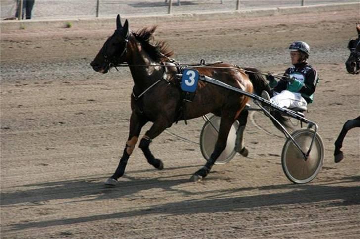Traver U C Prince  (Solgt) - Løb på Lunden den 9 Juli. Fotograf: Lasse  travfotos.dk billede 10