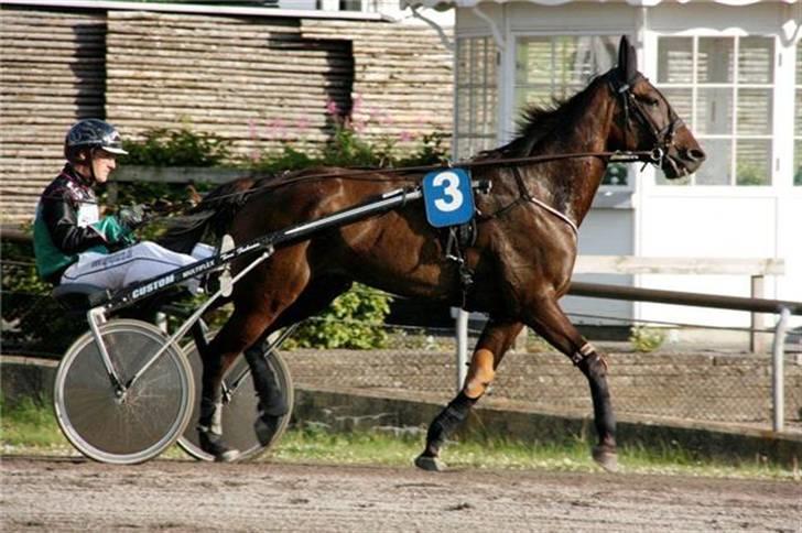 Traver U C Prince  (Solgt) - Løb på Lunden den 9 Juli 09. Fotograf: Martin Timm  travfotos.dk billede 11