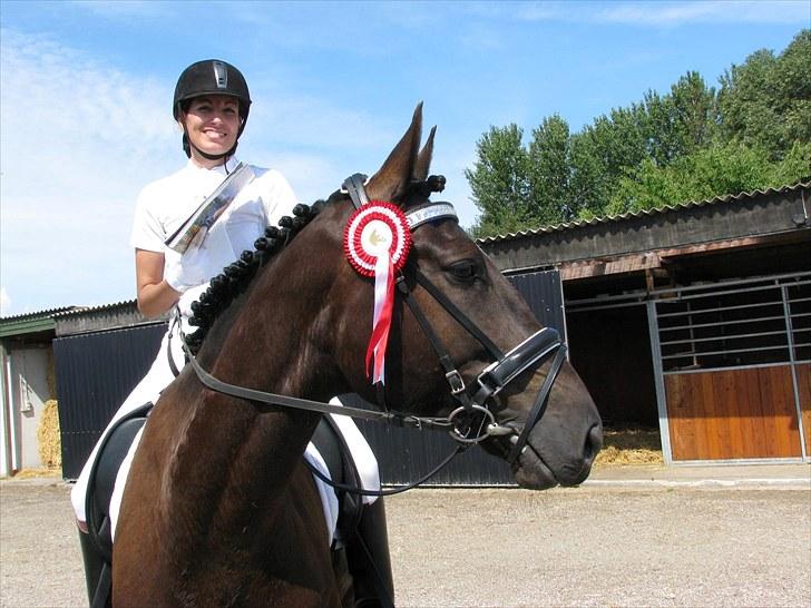 Welsh Partbred (Sec F) Chili´s Zappa billede 9