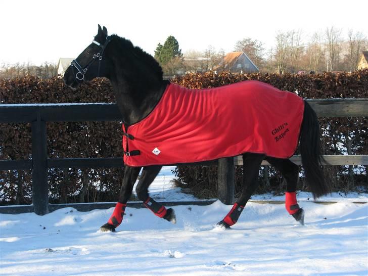 Welsh Partbred (Sec F) Chili´s Zappa billede 8