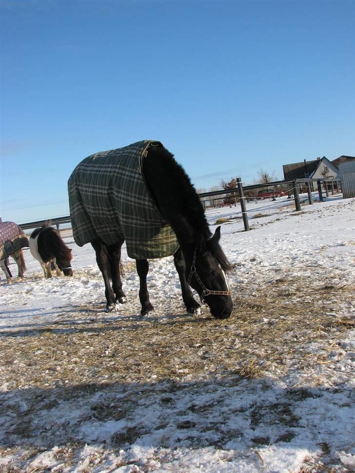 Welsh Partbred (Sec F) Chili´s Zappa billede 18