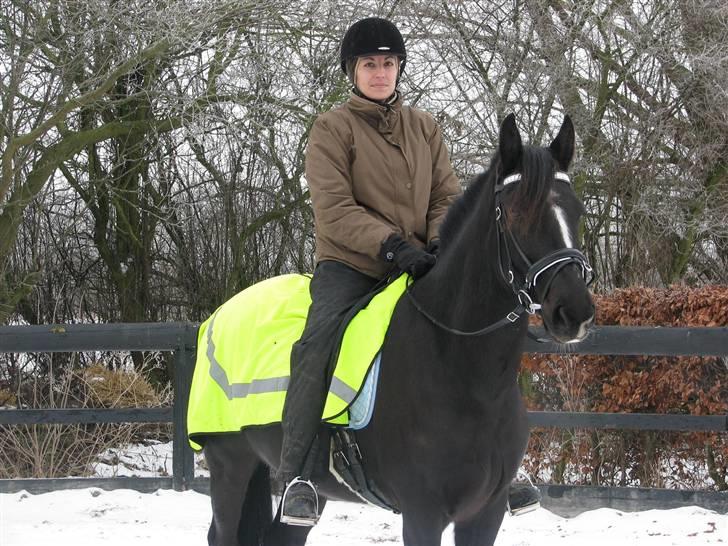 Welsh Partbred (Sec F) Chili´s Zappa billede 15