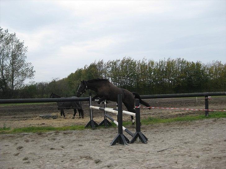 Welsh Partbred (Sec F) Chili´s Zappa billede 16