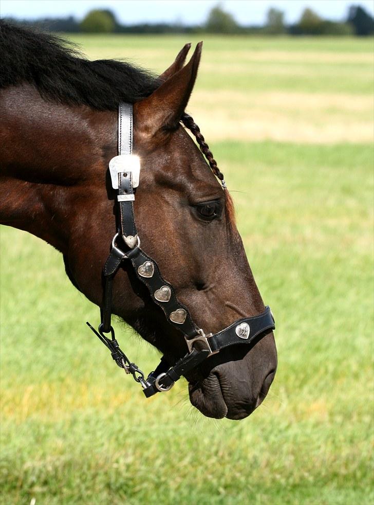 Welsh Partbred (Sec F) Chili´s Zappa - Fotograf: Camilla Rosenlund / CR-FOTO billede 6