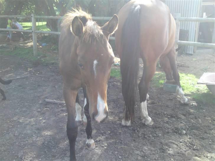 Dansk Varmblod Lucky Star AS  *Solgt* billede 9