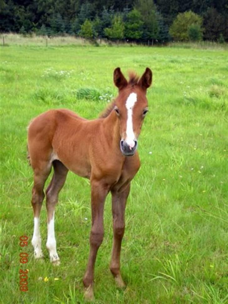 Anden særlig race Gaia - Fra sommer. billede 10