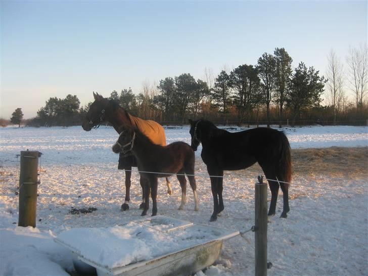 Anden særlig race Gaia billede 7