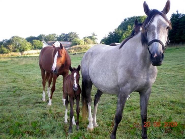 Anden særlig race Gaia - Gaia med sine forældre.  billede 8
