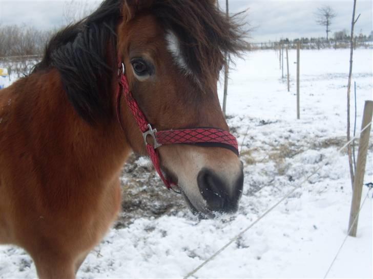 New Forest Molli *Søsters* - En MEGET blæsende dag<3 billede 11