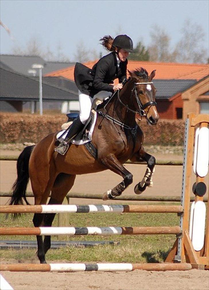 Dansk Varmblod Nørremøllehøj´s Luna (Solgt til norge) billede 2