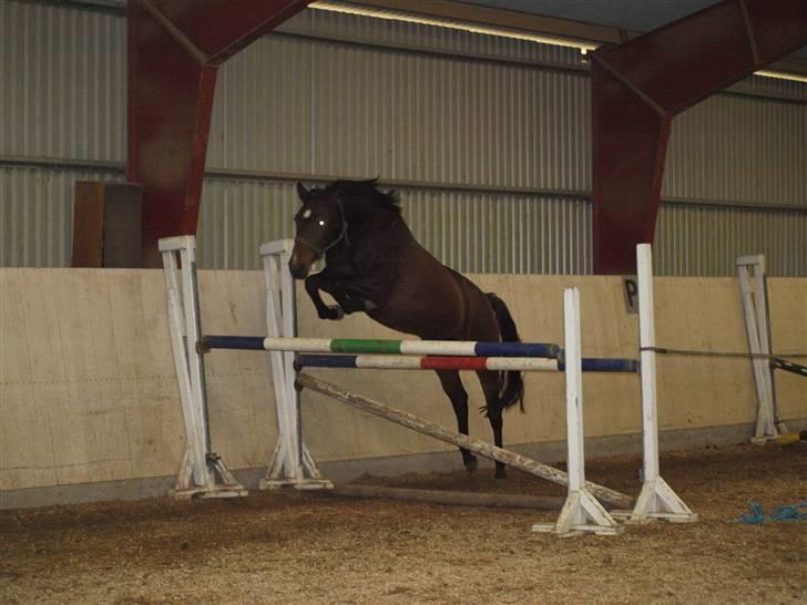 Dansk Varmblod Nørremøllehøj´s Luna (Solgt til norge) billede 3