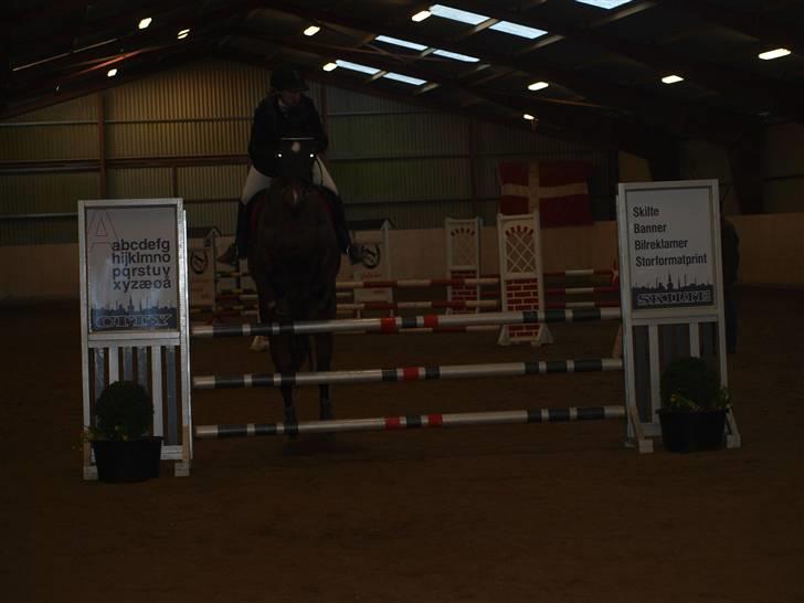 Dansk Varmblod Nørremøllehøj´s Luna (Solgt til norge) - lc den 6 marts 2010 billede 4