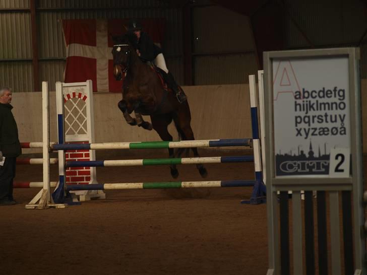 Dansk Varmblod Nørremøllehøj´s Luna (Solgt til norge) - Lc den 7 marts 2010 billede 6