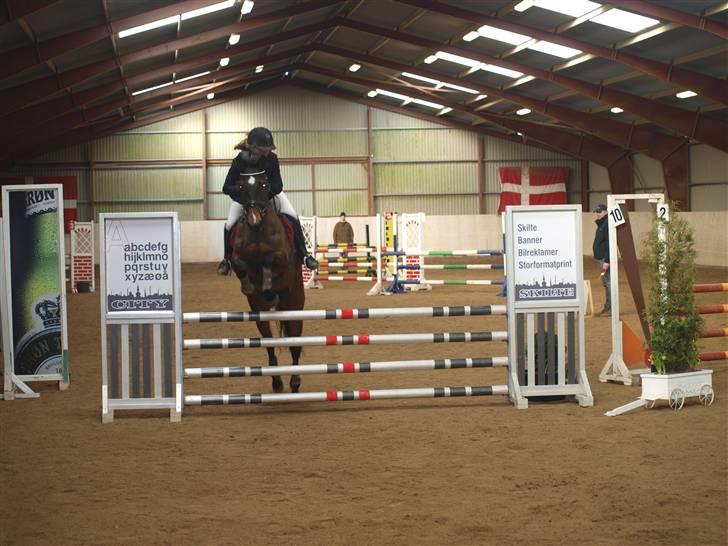 Dansk Varmblod Nørremøllehøj´s Luna (Solgt til norge) - Lc den 7 marts 2010 billede 8