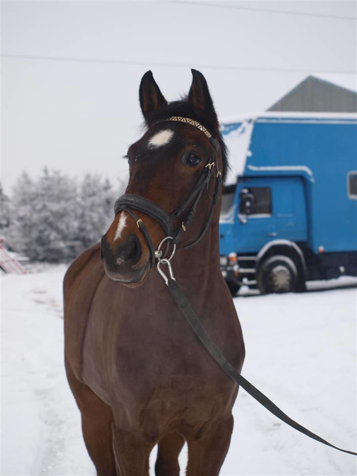 Dansk Varmblod Nørremøllehøj´s Luna (Solgt til norge) billede 9