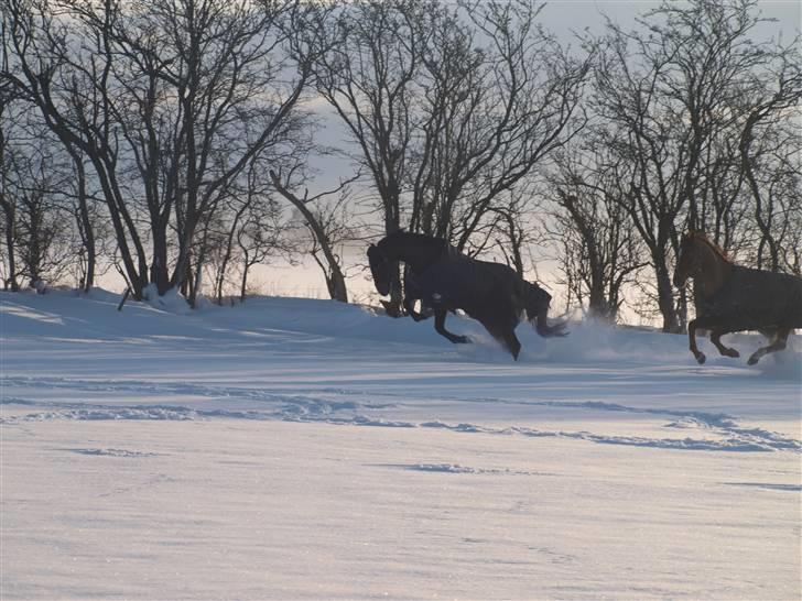 Dansk Varmblod Nørremøllehøj´s Luna (Solgt til norge) billede 10