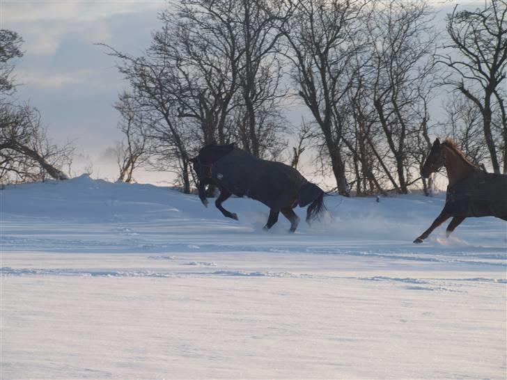 Dansk Varmblod Nørremøllehøj´s Luna (Solgt til norge) billede 11