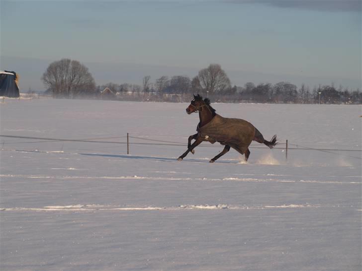 Dansk Varmblod Nørremøllehøj´s Luna (Solgt til norge) billede 12