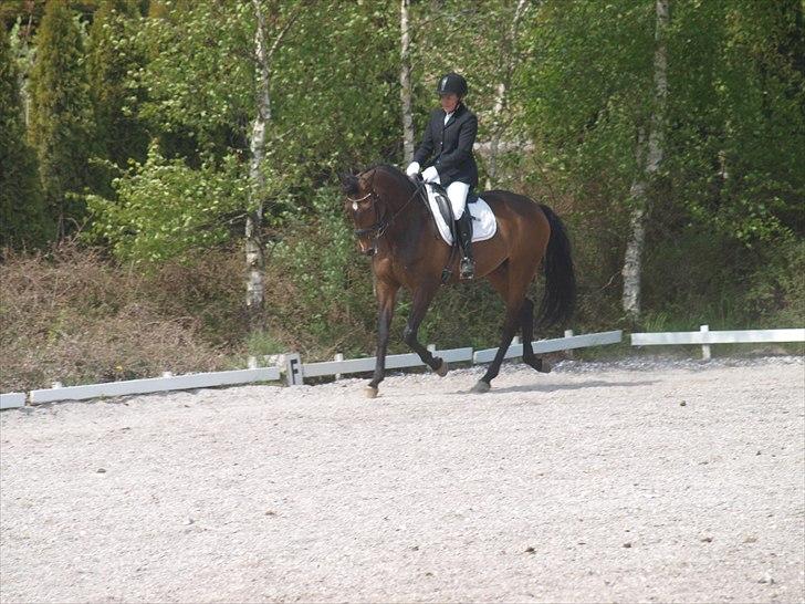 Dansk Varmblod Nørremøllehøj´s Luna (Solgt til norge) - Dressur LA2 7 maj 2011 billede 15