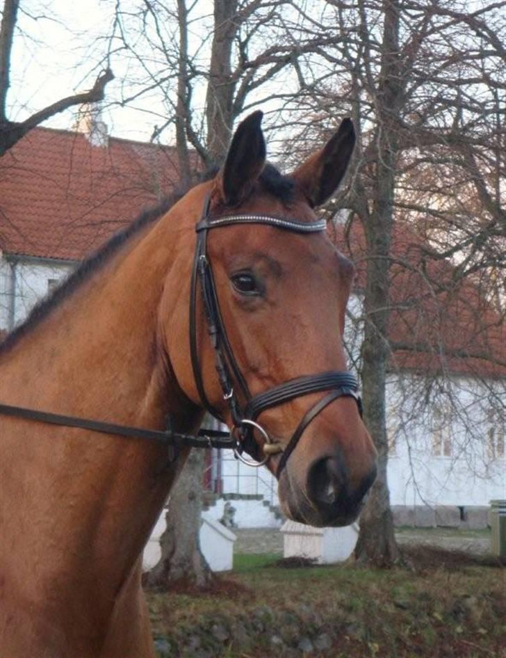 Anden særlig race Lady Liva - R.I.P - november 09 billede 16